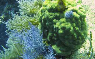 New coral research exposes genomic underpinnings of adaptation