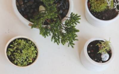 DIY: No-Fuss Bonsai for Beginners: Gardenista