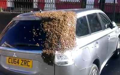 Swarm of bees follow a car for over 24 hours attempting to rescue their queen