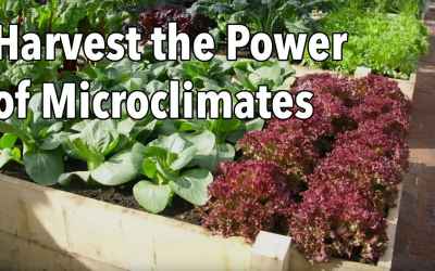 Harvest the Power of Microclimates