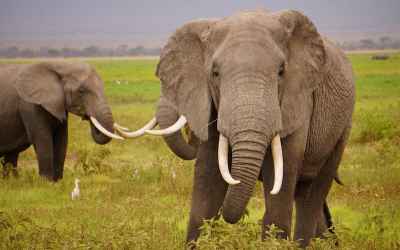 UK Proposes to Ban Ivory in Desperate Effort to Save Elephants
