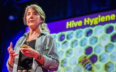 Marla Spivak: Why bees are disappearing