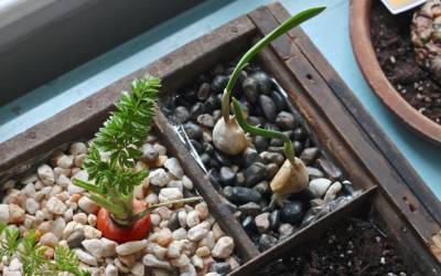 DIY: Grow an Indoor Compost Garden: Gardenista
