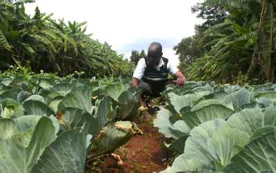 Farmers see promise and profit for agroforestry in southern Kenya
