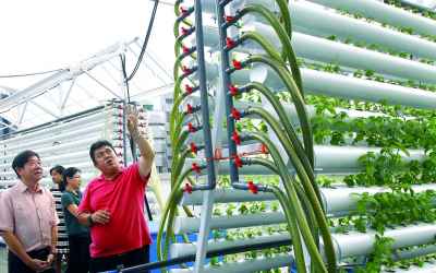 Vertical Rooftop Farm Changes The Way Hotels and Restaurateurs Source Their Ingredients