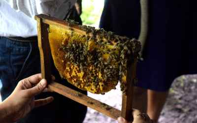 This Thane Organisation Is Now Making Things Better for Bees!