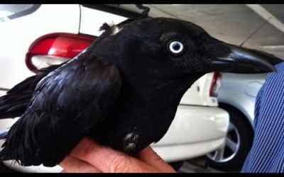 The Most Intelligent Bird On The Planet : Crow Talks Full Documentary
