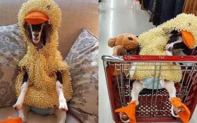 Rescue Goat With Anxiety Only Calms Down In Her Duck Costume