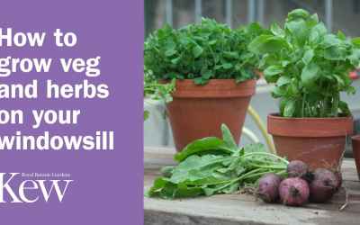 How to grow vegetables and herbs on your windowsill | Kew Gardens