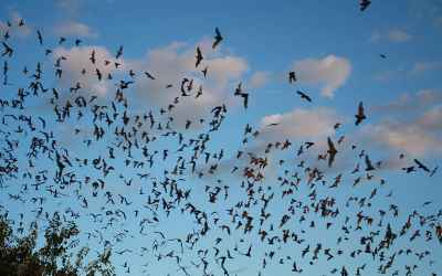 Why do bats live so much longer than other small, high energy mammals?