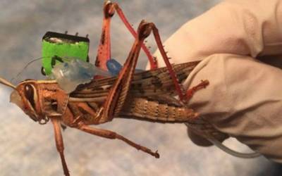 A scientist is turning locusts into cyborg bomb detectors