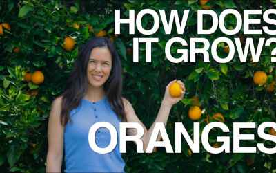 ORANGE | How Does it Grow?
