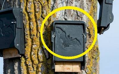 Put A Bat House to Control Insects like Mosquitoes