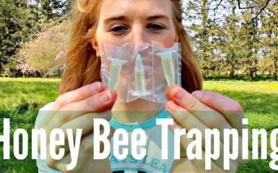 Honey Bee Trapping? | How to use Lures and Attractants | Beekeeping with Maddie