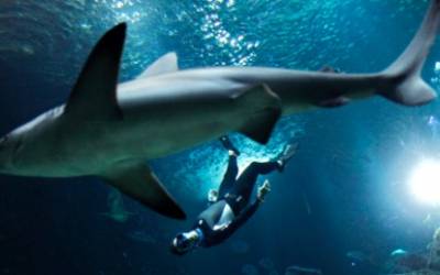 Sleep with the sharks, Airbnb offers
