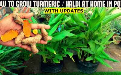 How To Grow Turmeric / Haldi In Pots (With Full Updates)