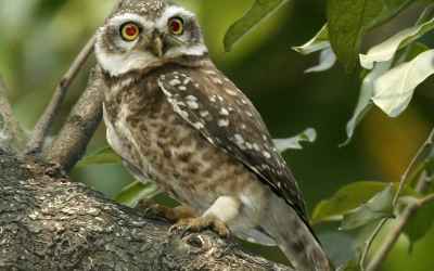 Attracting Owls Into Garden: Tips For Making Gardens Owl Friendly