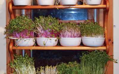 Grow a Year-Round Indoor Salad Garden - Organic Gardening