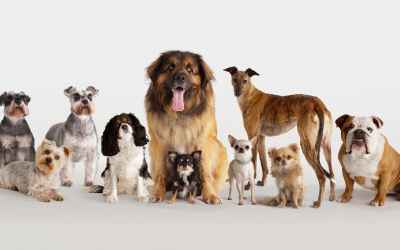 Which dog breeds live the longest and are the best behaved?